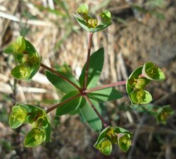 Euphorbia lurida Flower